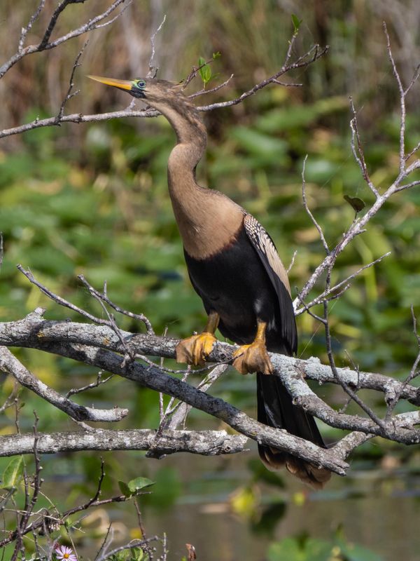 Anhinga