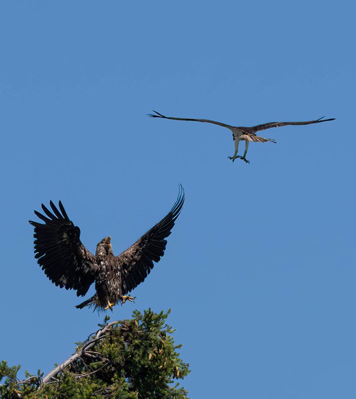eagle_osprey-3.jpg