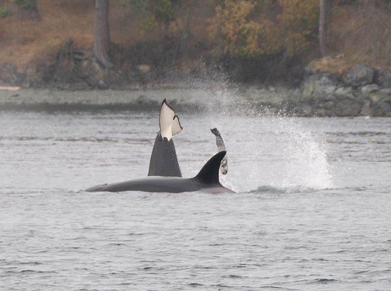 Orca - Seal