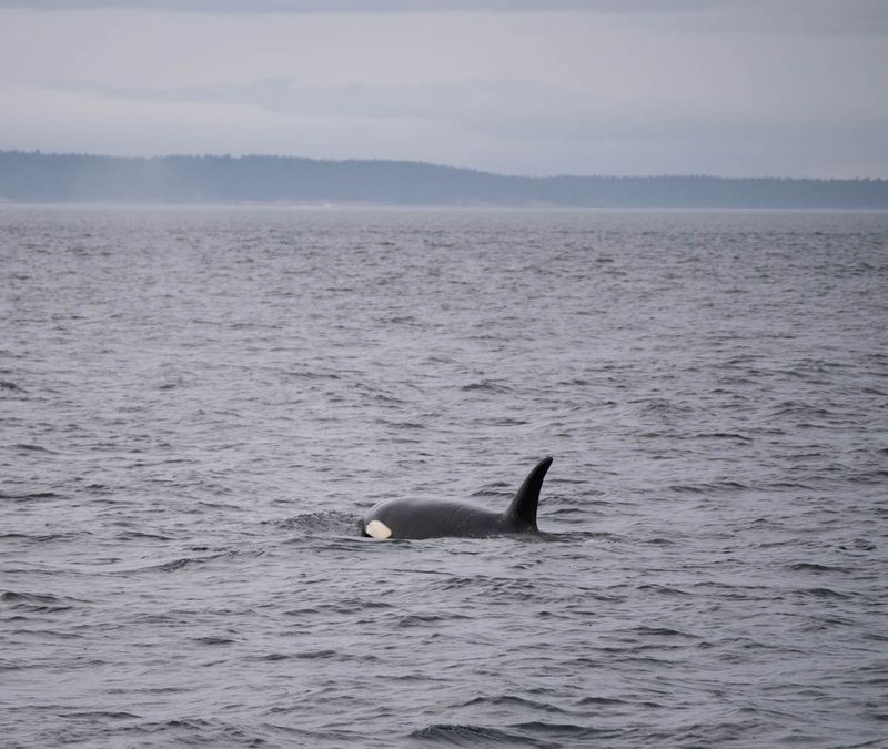 Orca