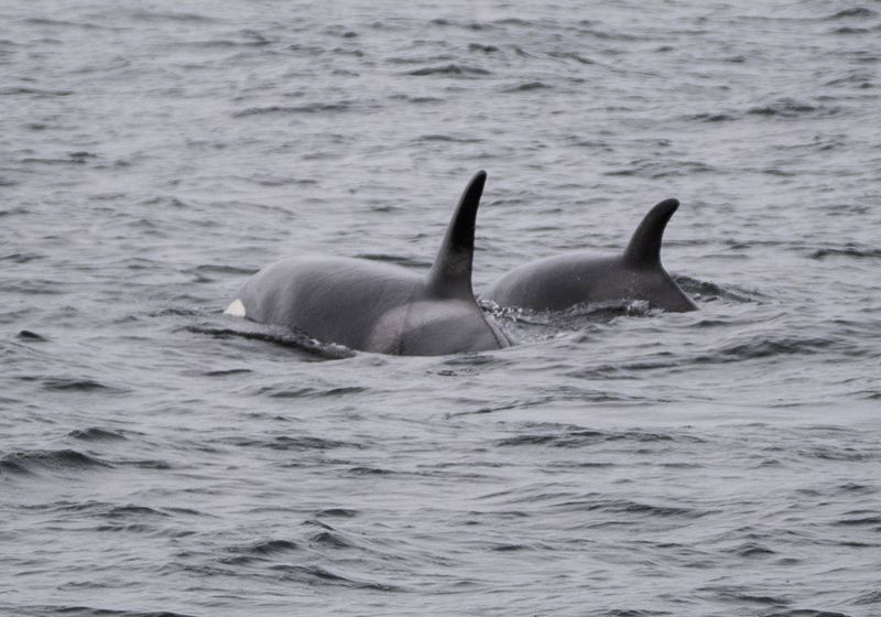 Orca