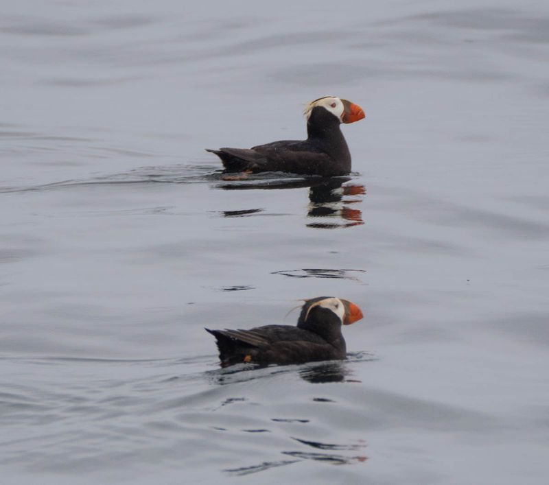 Puffins