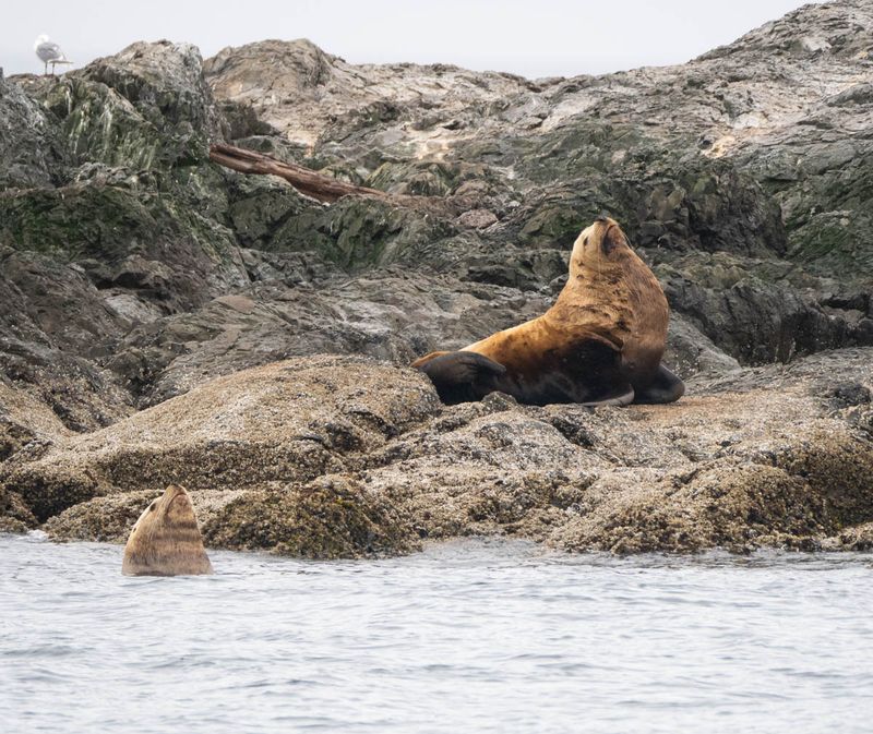 Sea Lion