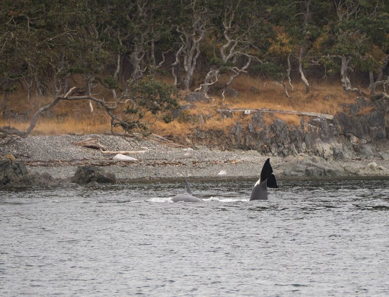 Orca