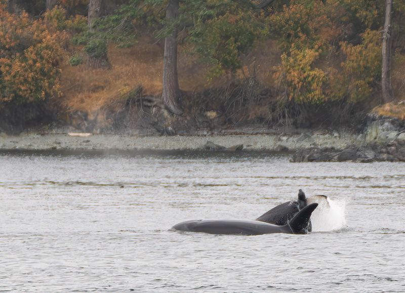 Orca - Seal