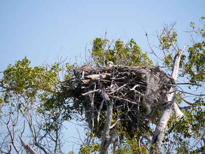 Osprey