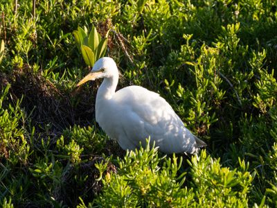 Cattle Egret