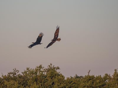 Osprey/Turkey Vulture