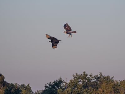 Osprey/Turkey Vulture