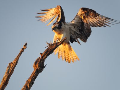 Osprey