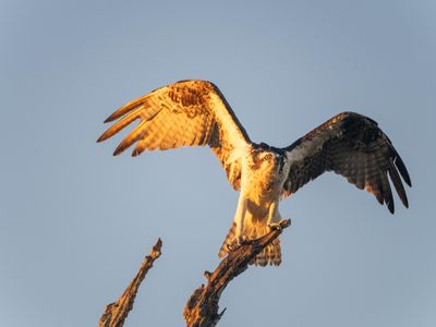 Osprey