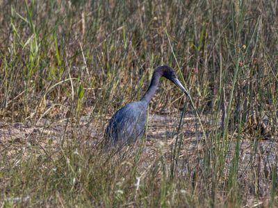 Blue Heron