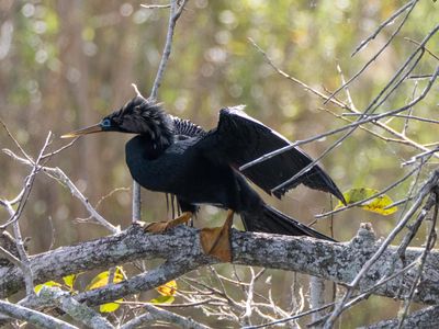 Anhinga