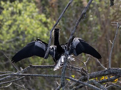 Anhinga