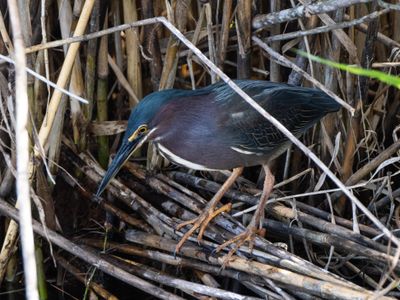 Green Heron