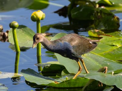 Purple Gallinule