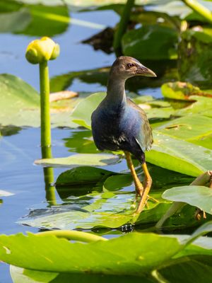 Purple Gallinule