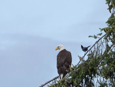 eagle_jay-1.jpg