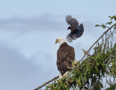 eagle_jay-2.jpg