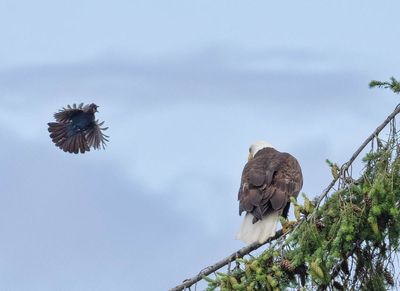 eagle_jay-3.jpg