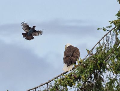 eagle_jay-4.jpg