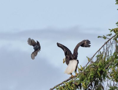 eagle_jay-5.jpg