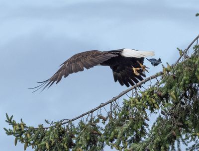 eagle_jay-6.jpg