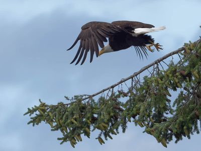 eagle_jay-7.jpg