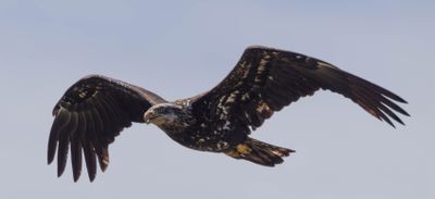 eagle-1.jpg