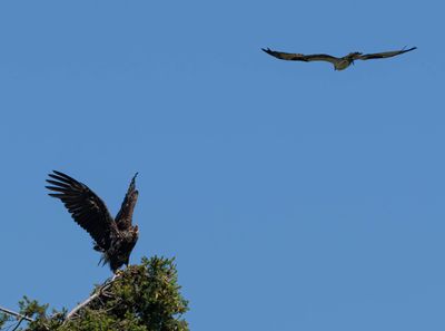 eagle_osprey-1.jpg