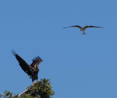 eagle_osprey-2.jpg
