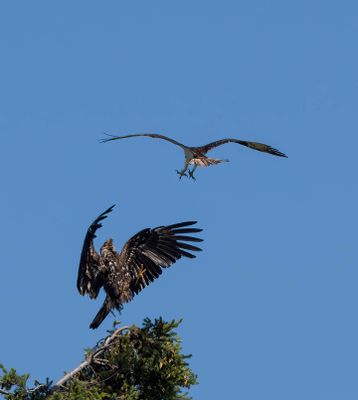 eagle_osprey-4.jpg
