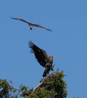 eagle_osprey-6.jpg