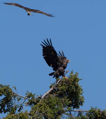 eagle_osprey-7.jpg