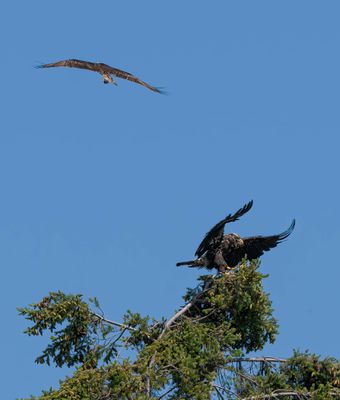 eagle_osprey-8.jpg