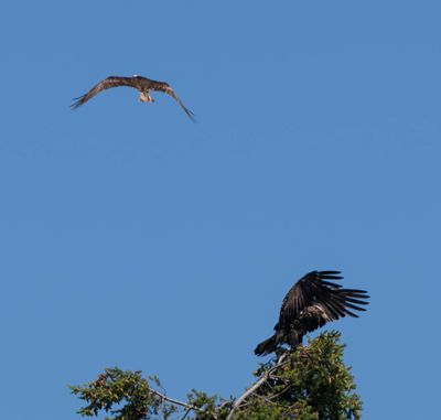 eagle_osprey-9.jpg
