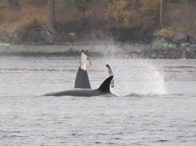 Orca - Seal