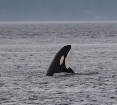 Orca