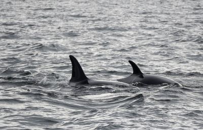 Orca