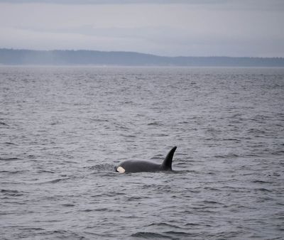 Orca