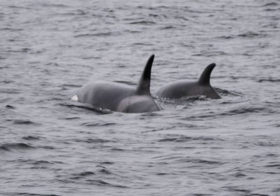 Orca