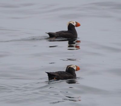 Puffins