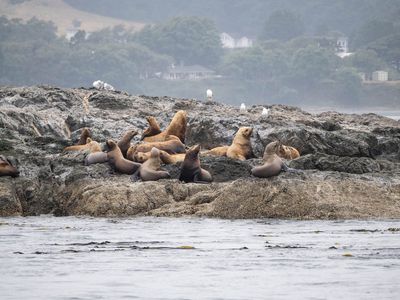 Sea Lions