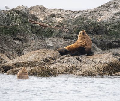 Sea Lion