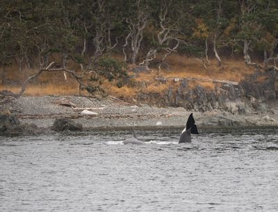 Orca