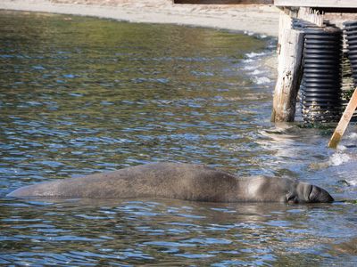 eSeal_Adelma_beach-6.jpg