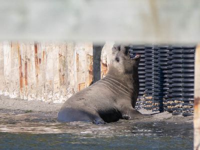 eSeal_Adelma_beach-7.jpg