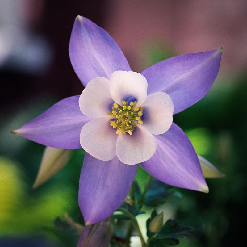 Columbine