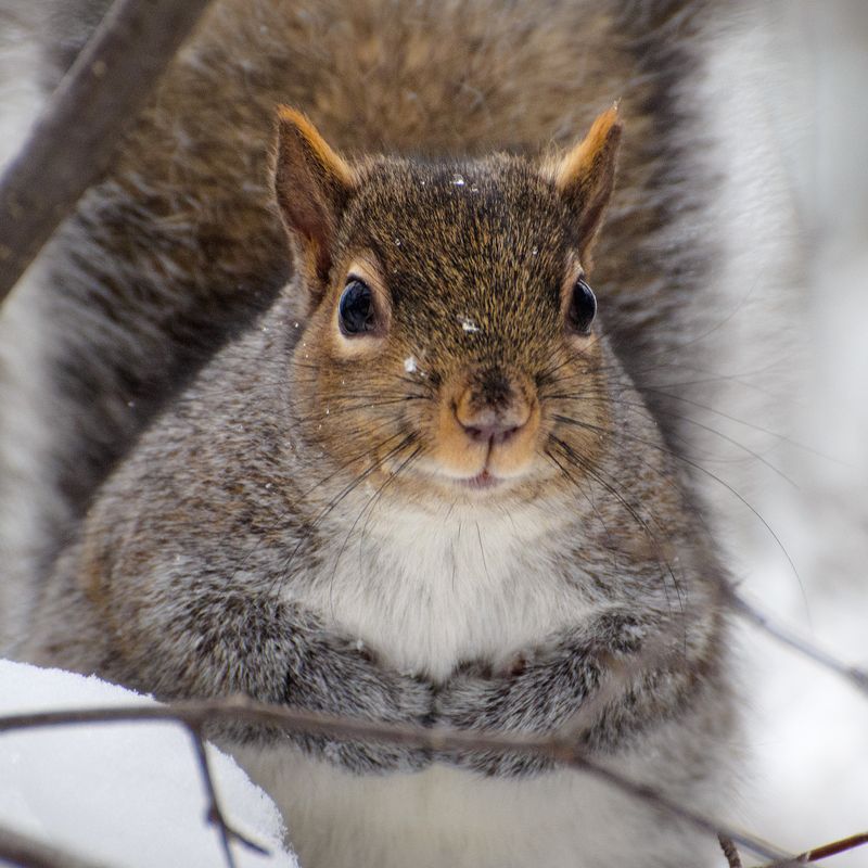Red squirrel