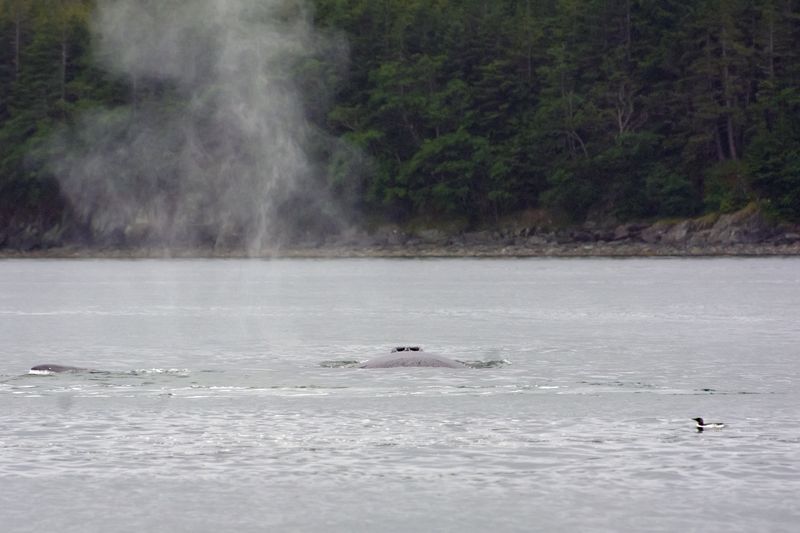 Humpback whale nostrils